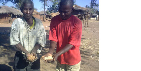 Men holding sorghum seeds