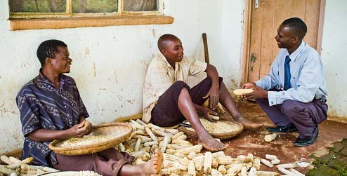 Farmers husking maize in Malawi