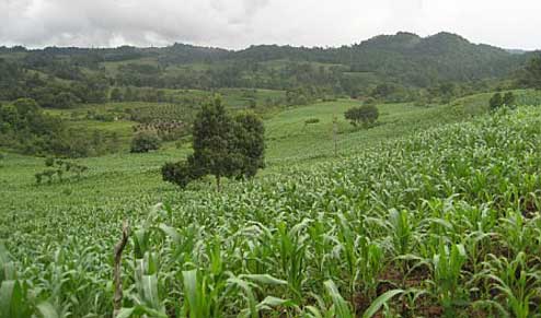 A maize field near Nahuaterique