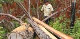 Progressio praised for illegal logging campaign logo