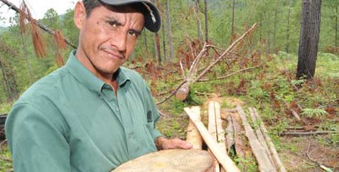 Portrait of David Amador holding illegally logged timber