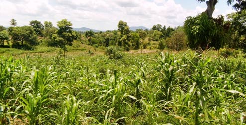 Farm in Lamine