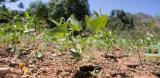 Plants in food garden, Lamine, Haiti