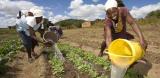 Women in Wedze, Zimbabwe, watering crops