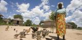 Chicken farmer, Zimbabwe, 2012
