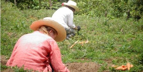 Carrot harvesting