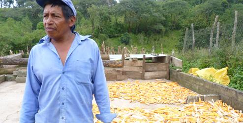 Catalino with his maize crop