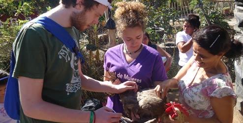 ICS volunteers helping to vaccinate a chicken