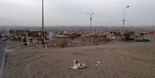 Dog in front of hillside of houses