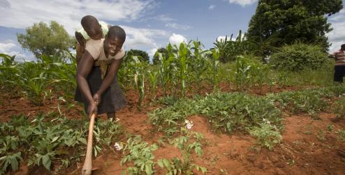 Farmer tilling crops, Zimbabwe