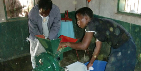 Milling moringa leaves