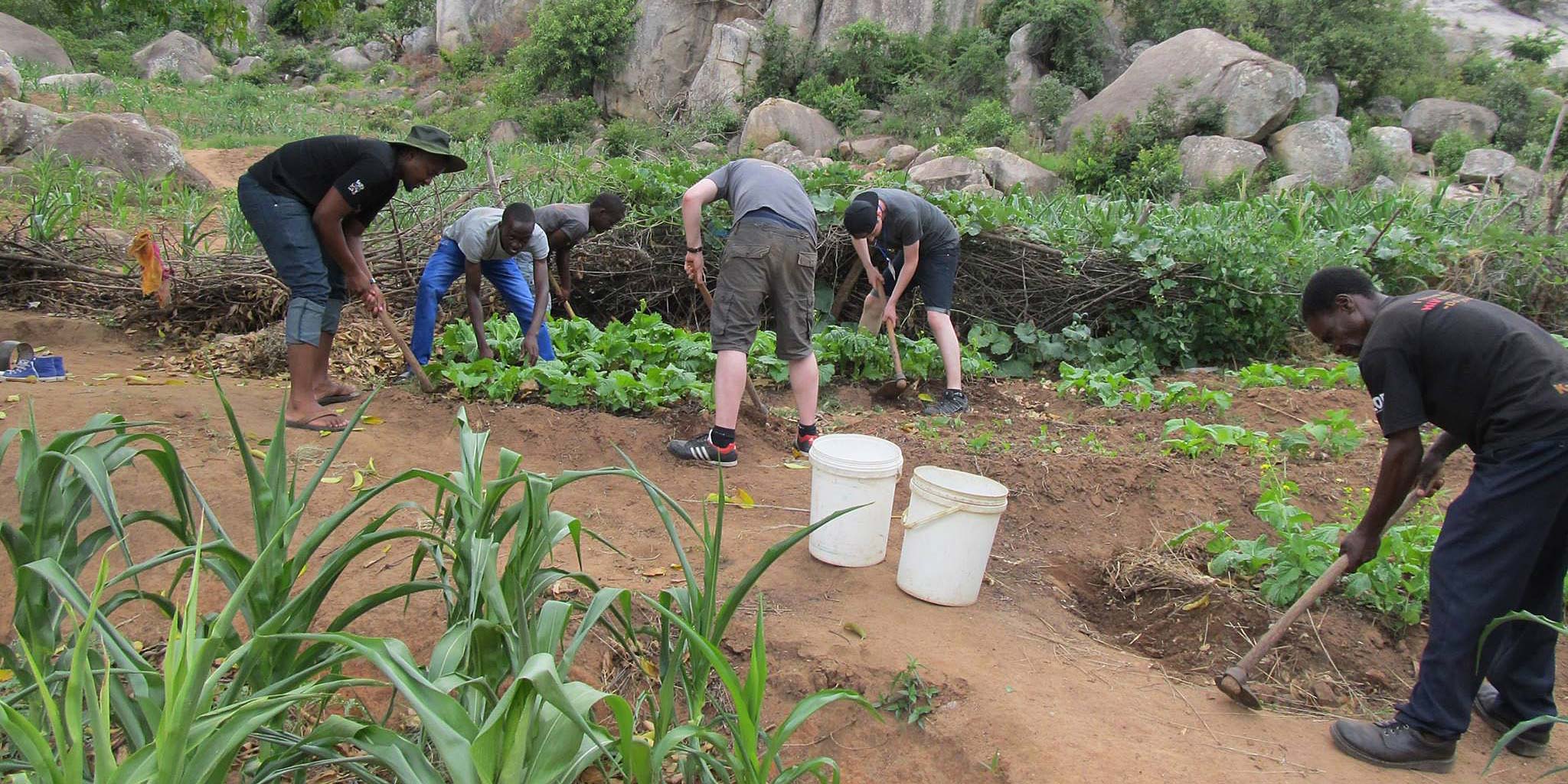 Weeding the maize field during the session