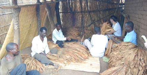 sorting tobacco leaves