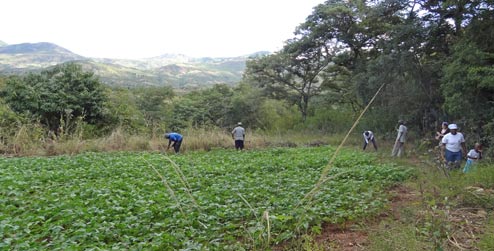 bean field