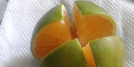 A ripe refreshing orange.