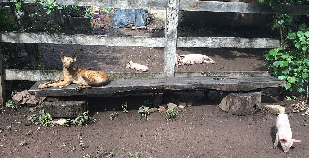 Family's dog and piglet