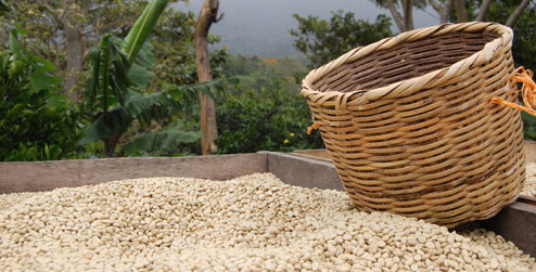 coffee-drying-in-the-sun