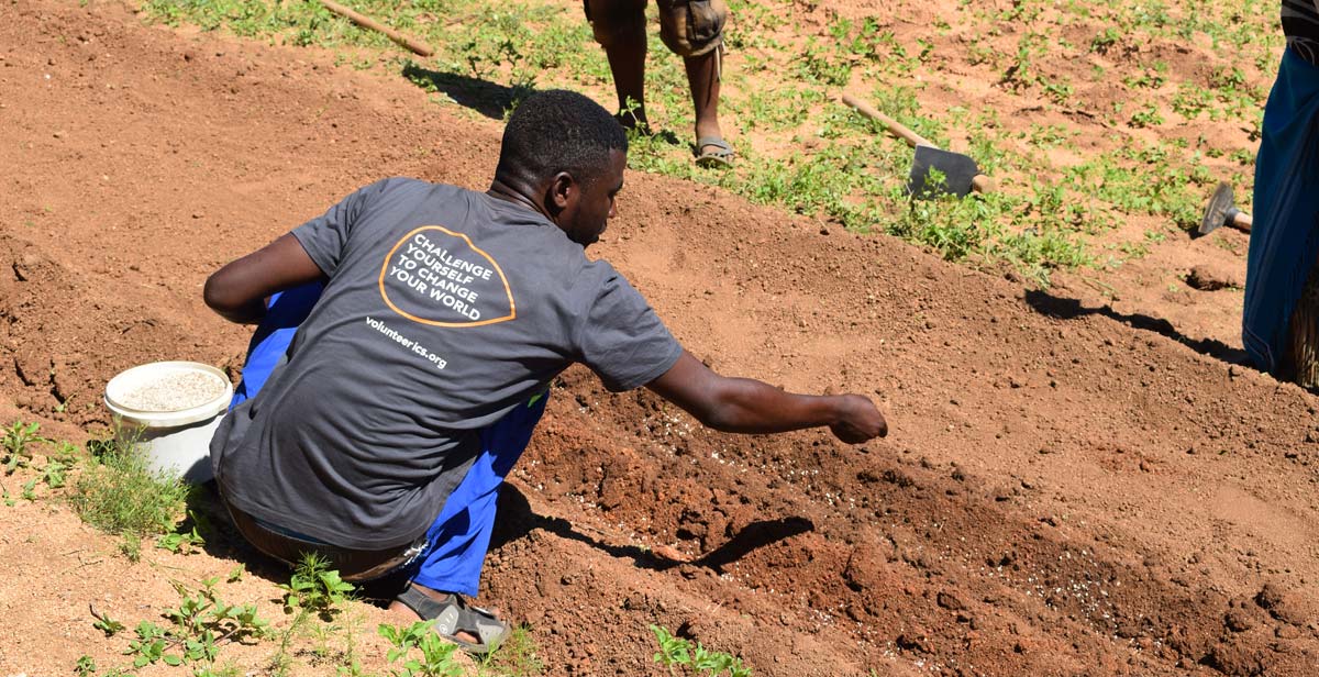 Kudzai planting