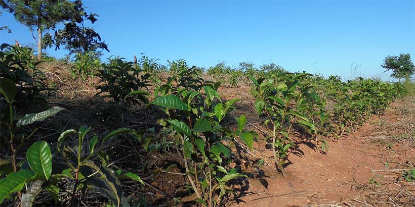 The Nansambe Youth Club’s tea field