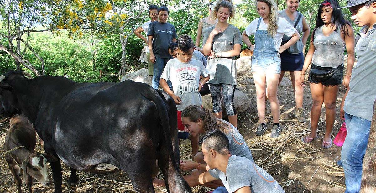 Volunteers learning to milk a cow