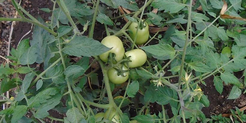 Peppers growing in the garden