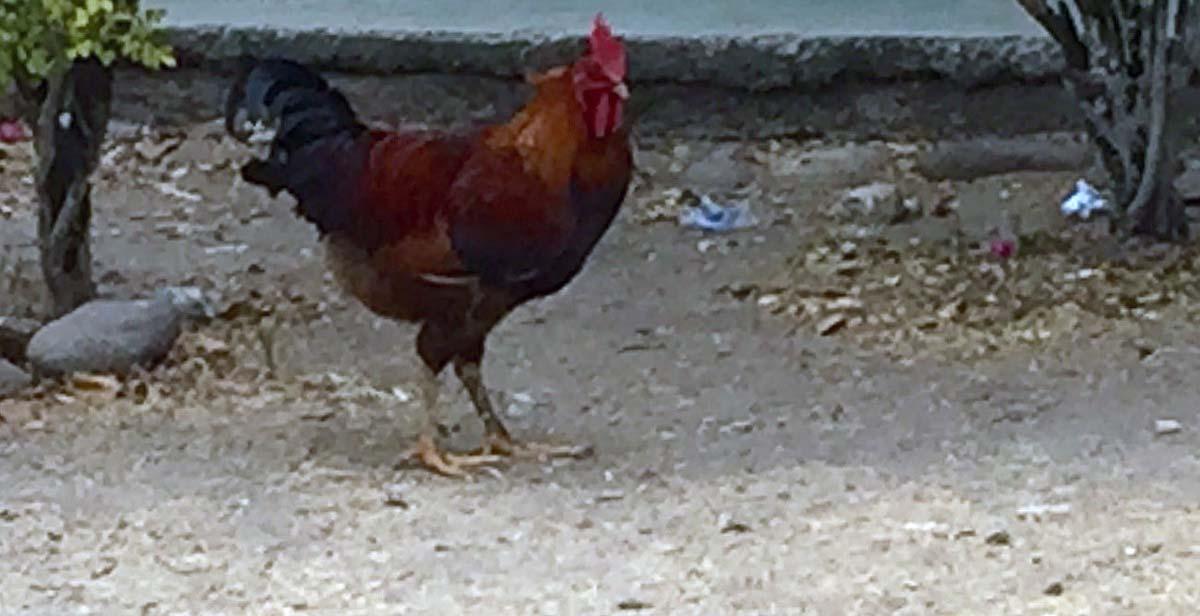  Cockerel, a pride of Honduras which it’s impossible to get away from