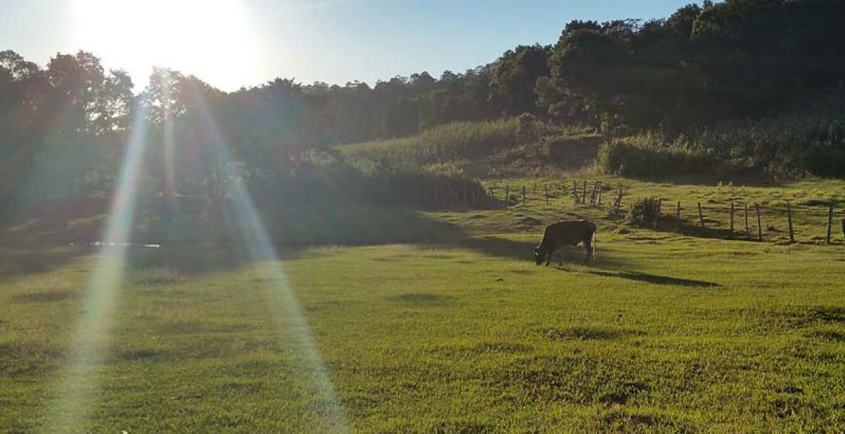 Our El Carrizal football field which we share with the cows. Photo by Junaina Pirbhai