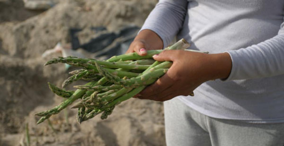 Woman holds bunch of Peruvian Asparagus