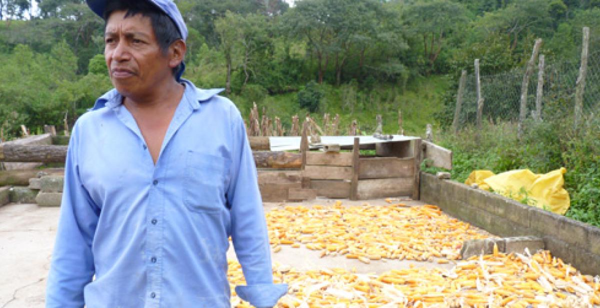 Catalino with his maize crop