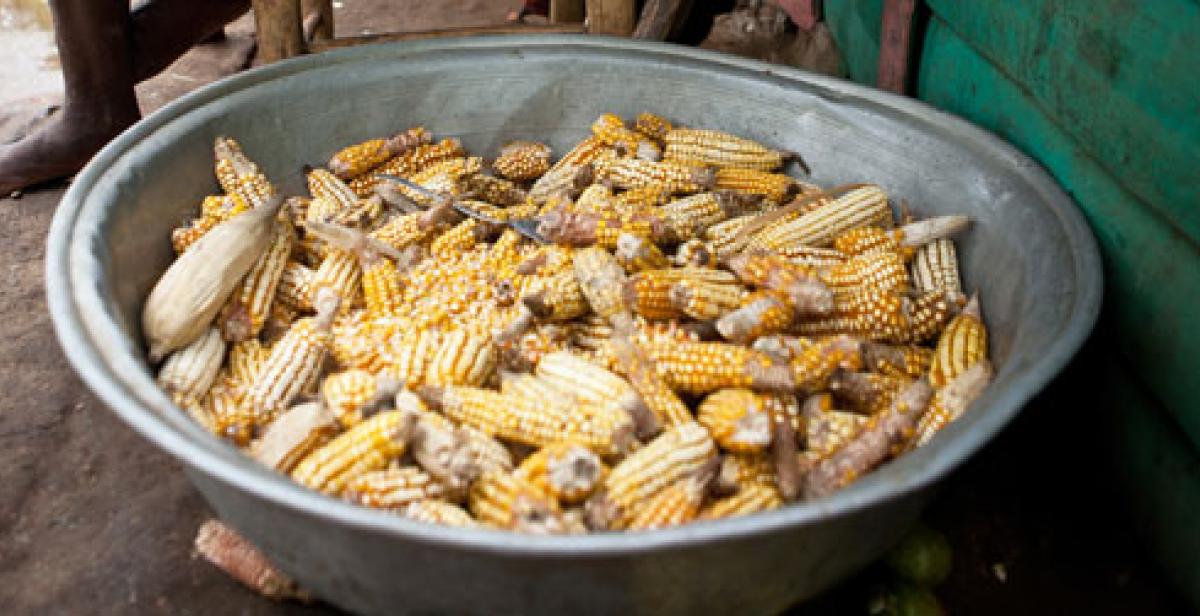 Maize from Gens de Nantes, Haiti