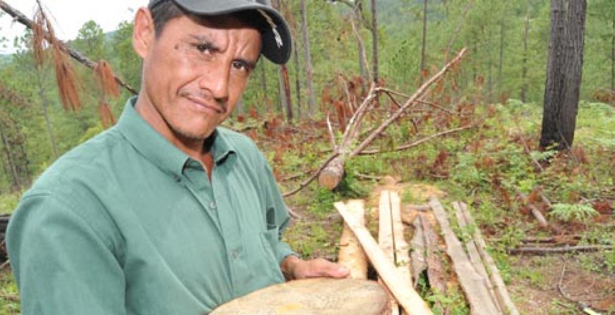 A small scale farmer in Honduras holds a piece of timber
