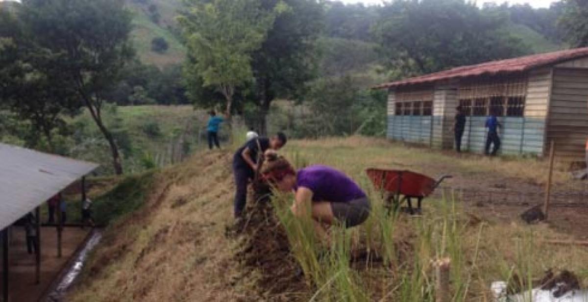 International and national ICS volunteers planting lemongrass (©Progressio)