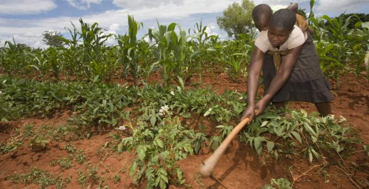 Jane Mudiiwa demonstrates her farming