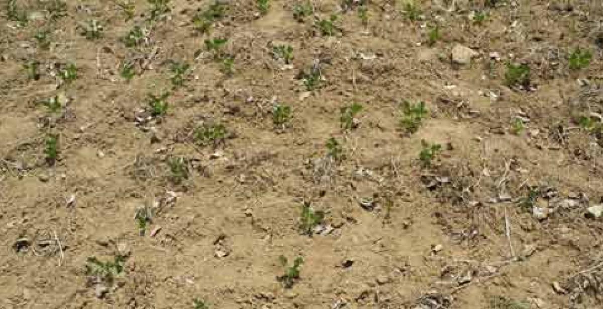 Peanuts struggling grow in dry soil in Haiti. (©Fran Afonso/Progressio)