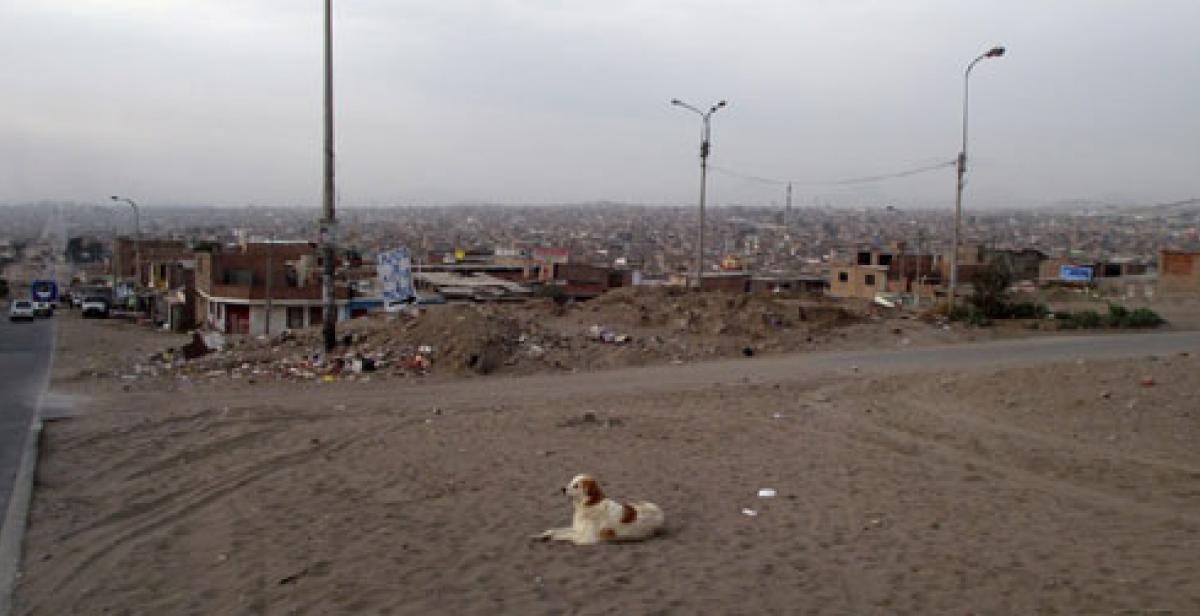 Dog in front of hillside of houses