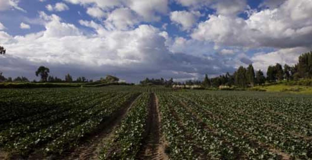 Broccoli plantations in Quito, Ecuador (© Santiago Serrano/Progressio) 