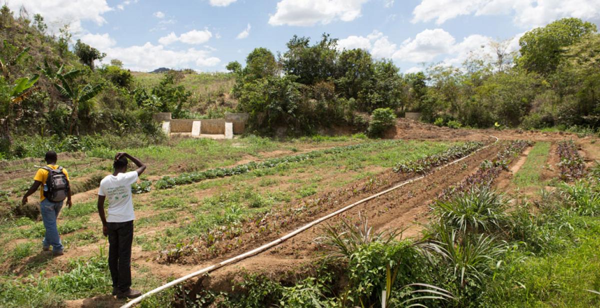 An irrigation pipe crosses a field in Lamine, Haiti