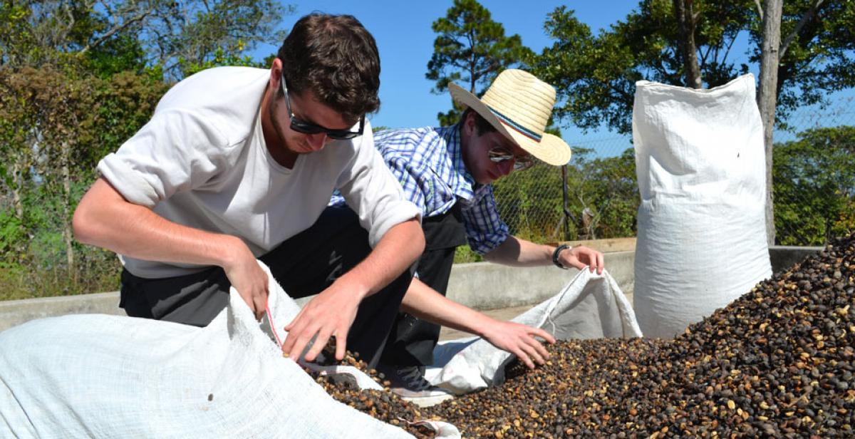 Volunteers collecting coffee beans