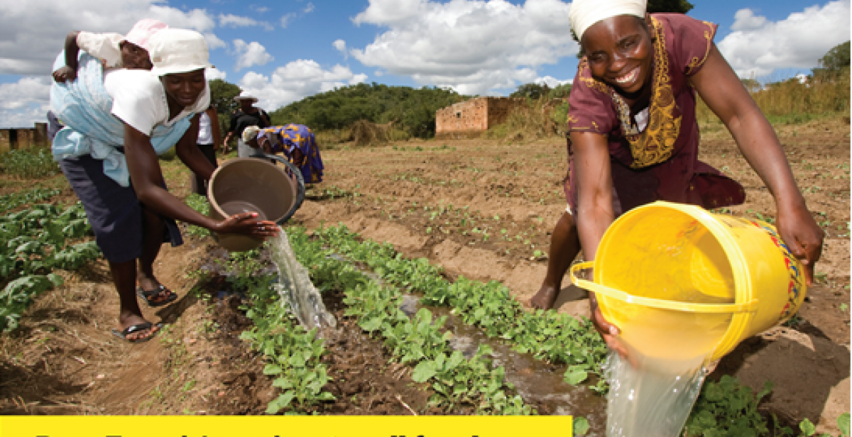 Women farmers irrigating crops with buckets of water in Zimbabwe