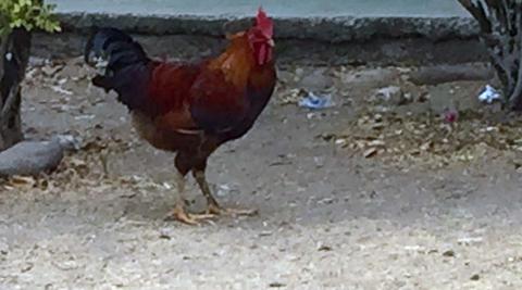  Cockerel, a pride of Honduras which it’s impossible to get away from