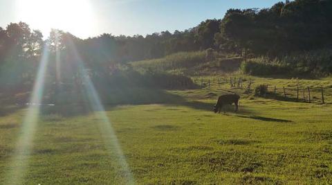 Our El Carrizal football field which we share with the cows. Photo by Junaina Pirbhai