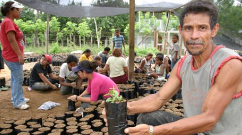 Honduras. Local villager holding potted fruit plant