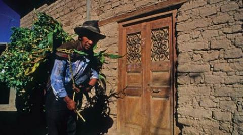 Smallholder farmer near Lima, Peru