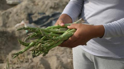 Woman holds bunch of Peruvian Asparagus
