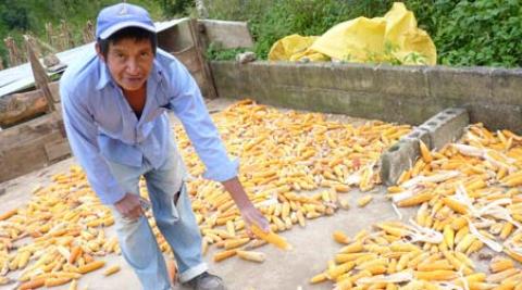 Catalino Vásquez, a farmer in Honduras, with his maize crop