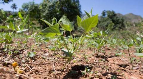 Plants in food garden, Lamine, Haiti