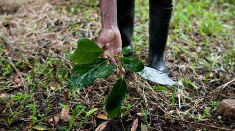 Farmer showing seedling in food garden