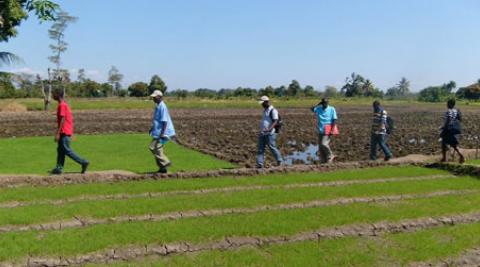 Farmers crossing a field