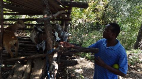 Zimbabwe goats