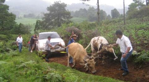 Oxen pulling a truck up a dirt road in Honduras